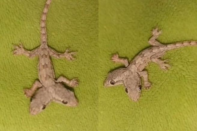 泰國一名女子，近日在住家發現一隻雙頭壁虎，用手機拍下PO網後引發網友熱議。（翻攝臉書）