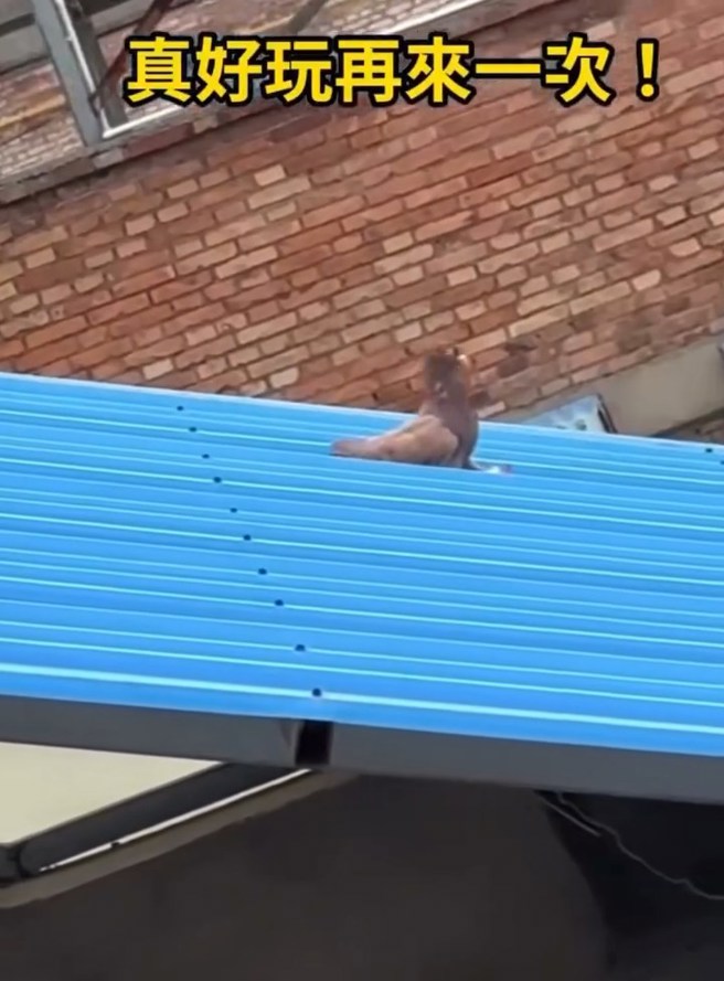 民眾意外拍到鸽子在铁皮屋顶上玩溜滑梯，晃动鸟头的模样相当搞笑。（翻摄爆废公社公开版）