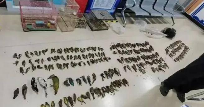 大陸遼寧傳出一對夫妻非法捕捉鳥類，嚴重破壞生態，遭警方依法刑事拘留。（圖／翻攝自微博／齊魯晚報）