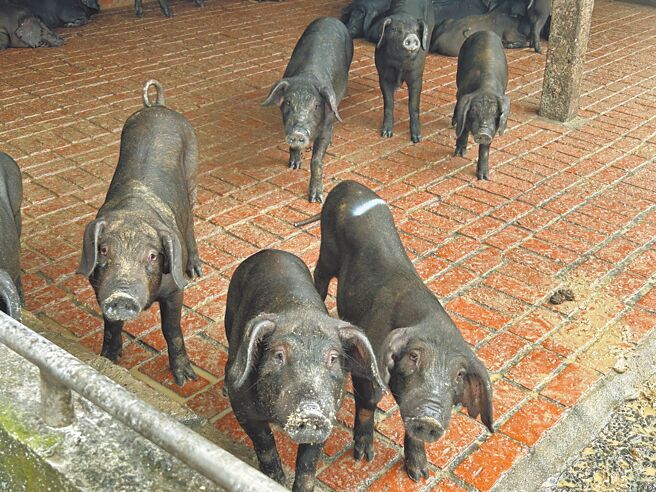 傳農業部有意重新開放廚餘養豬，引發養豬協會不滿，不排除12月4日號召豬農北上抗議，不過屏東縣黑豬飼養畜牧協會認為，無配套措施就全面禁止沒有比較好。（謝佳潾攝）