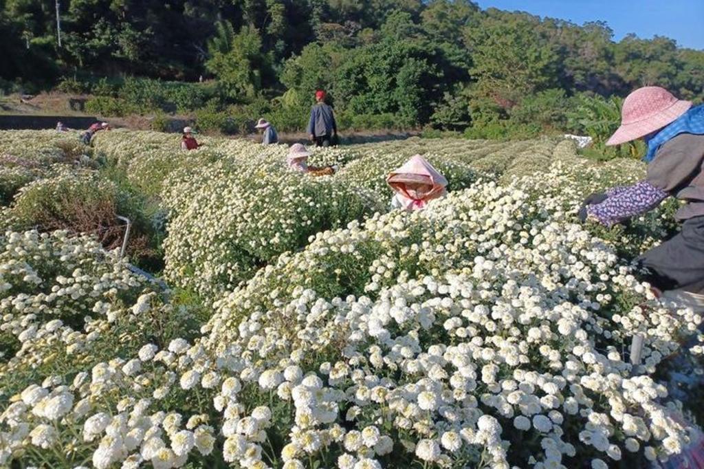 過往九湖社區杭菊田實景。(圖/火炎山生態教育館)