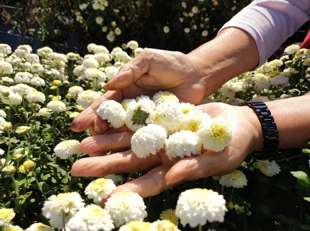採收杭菊撲鼻香味。(圖/火炎山生態教育館)