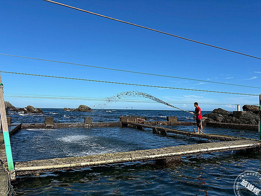 投餵海菜餵食九孔。（圖／新北市農業局）