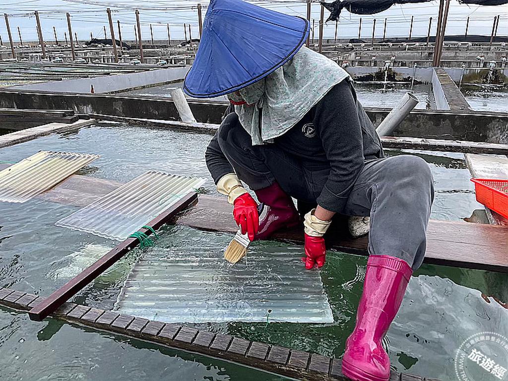 工作人員手持毛刷輕輕將九孔寶寶刷下。（圖／新北市農業局）