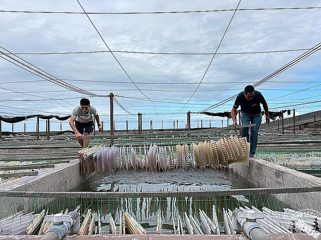 作業員架設浪板培養附著性藻類讓九孔苗附著。（圖／新北市農業局）