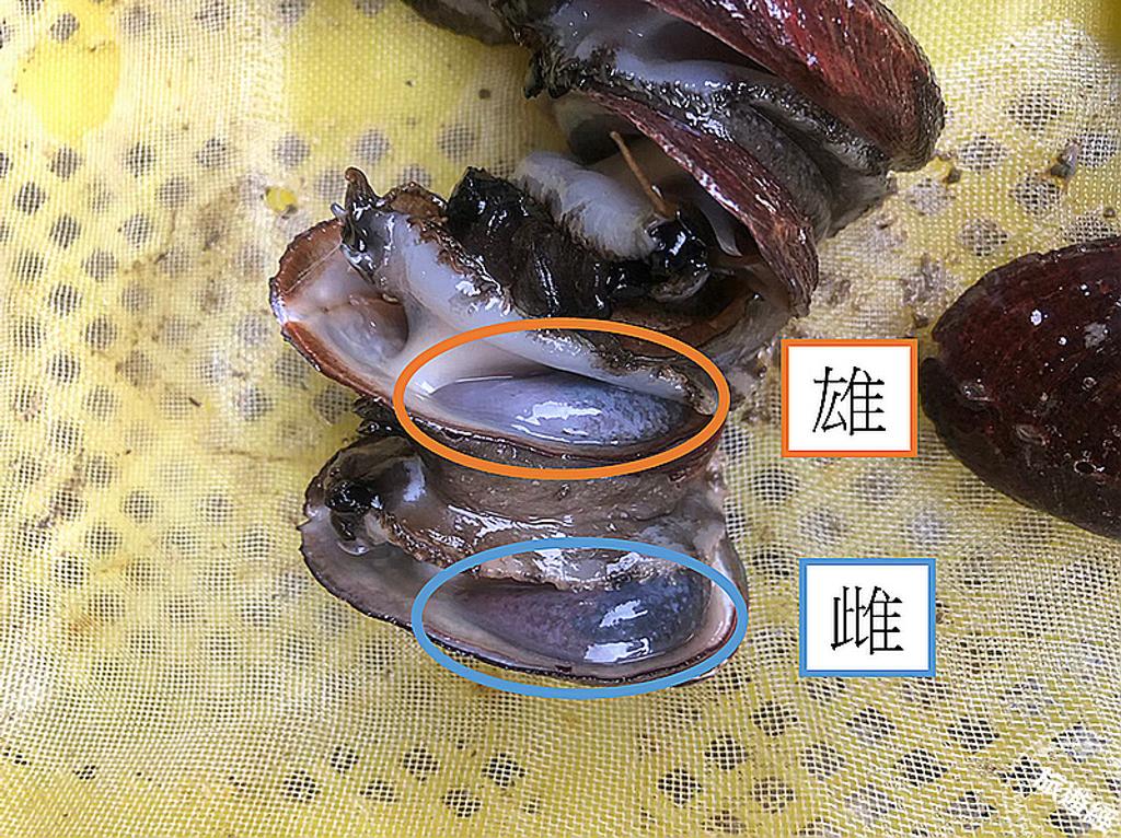 雄（上）生殖腺為白色，雌（下）生殖腺為褐色。（圖／新北市農業局）
