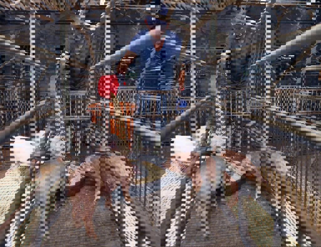 廚餘養豬法規擬12／6前公告 惡意違規將廢止再利用許可