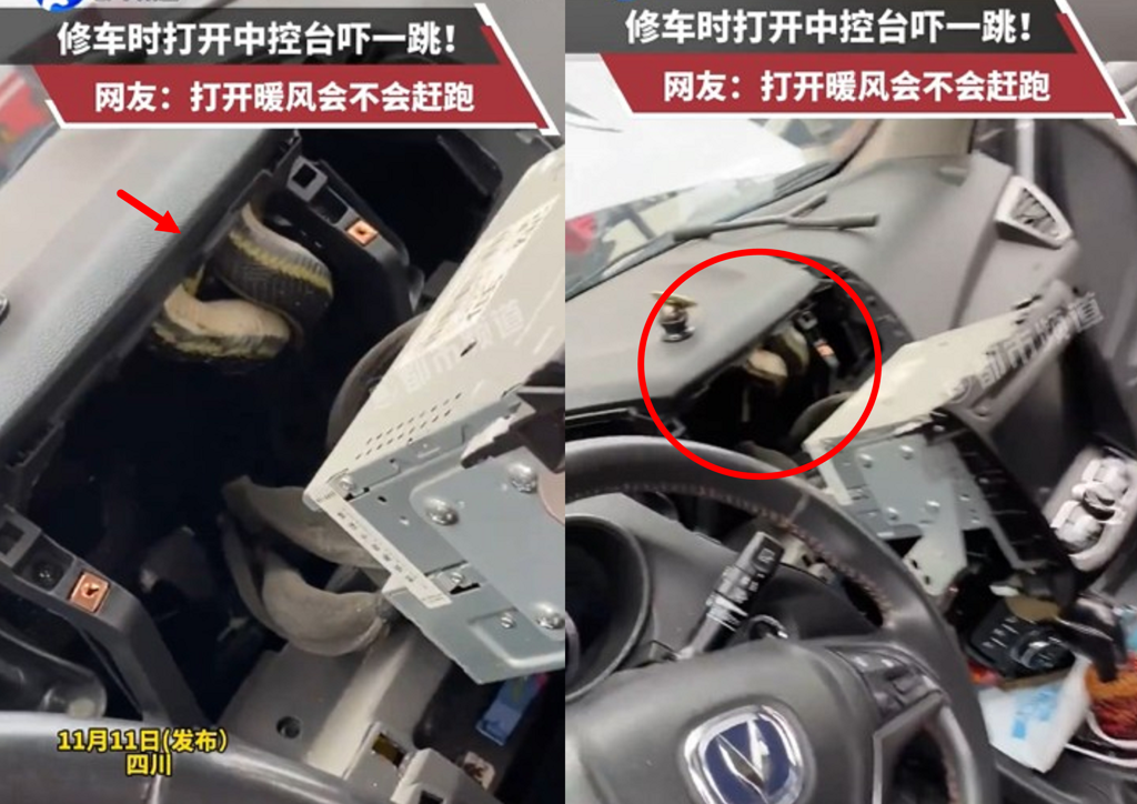 氣溫驟降!大錦蛇鑽車取暖 車主崩潰衝修車廠拆車