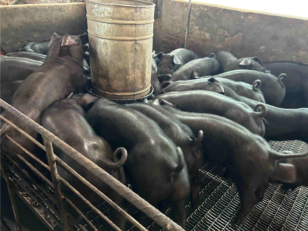 防堵非洲豬瘟 新北加碼飼料及設備補貼