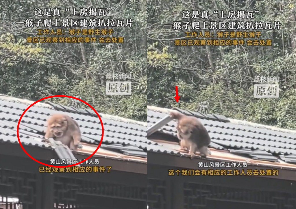 大膽潑猴「上房揭瓦」 風景區員工:野生不可控