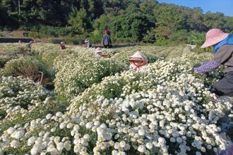 走進雪白花海 到銅鑼來場香氣滿滿的杭菊之旅