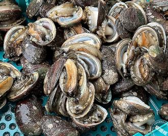 貢寮鮑產季到！11／15連2日澳底漁港限時開跑 消費滿千送百