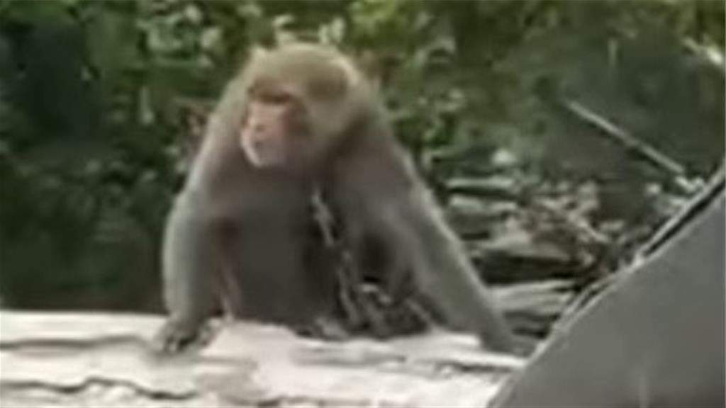 台東民宅私養台灣獼猴 戴項圈、鐵鍊栓頸畫面曝