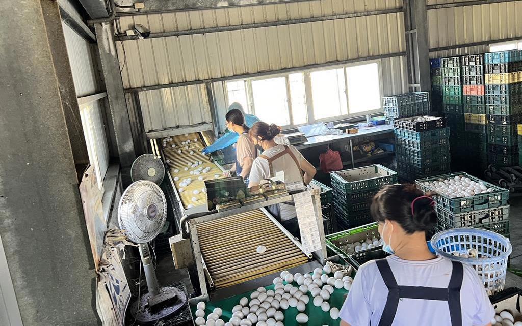 又見芬普尼蛋!文雅畜牧場遭列管 竟流出毒蛋到台中