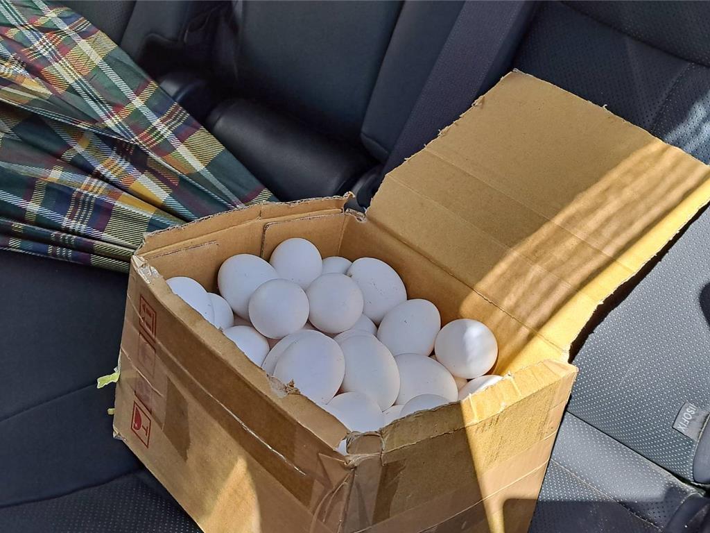 梧棲蛋行爆芬普尼超標！怒退貨卻撲空：毒蛋全打進田裡當肥料