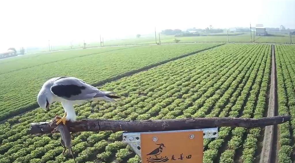 超友善農田如動物遊樂園!黑翅鳶也來「吃播」老鼠