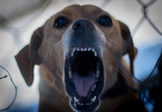 仁武犬隻互咬事件，動保處調監視器釐清飼主責任。（示意圖／shutterstock達志）