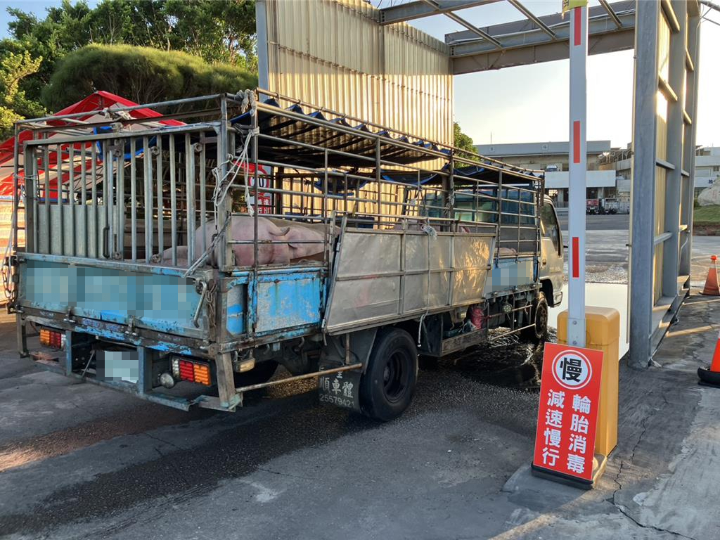 大安肉品市場解封均價大怒神 台中養豬協會:價格波動屬正常