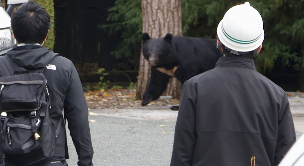 靠吃解決熊害？日野味餐廳推熊肉料理 高朋滿座