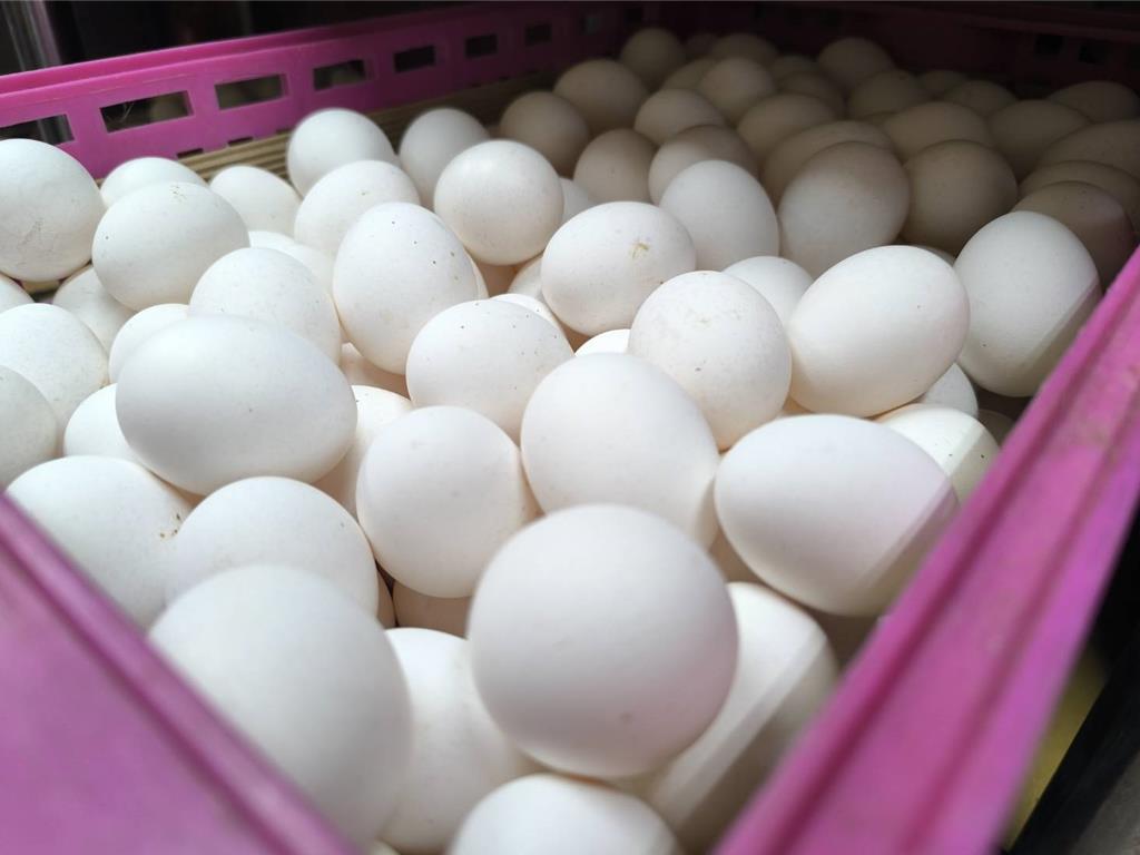 彰化933場蛋雞場大篩檢！芬普尼全面監測啟動