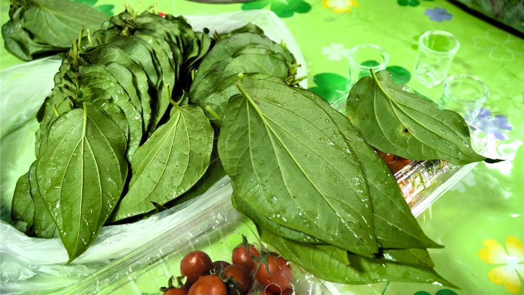 台東荖葉產值飆百億 議員建議取消種植限制