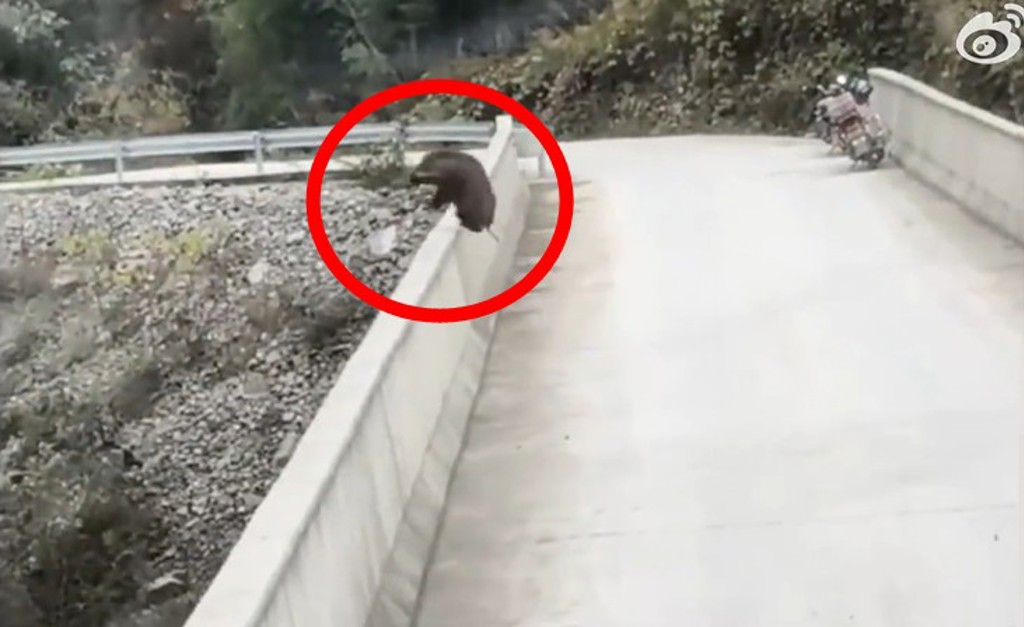 小山豬農田偷吃被抓包　「寧死不屈」竟跳橋輕生