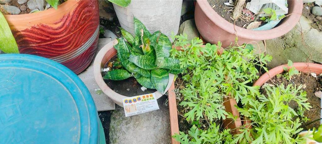 台南逾千件登革熱孳生源來自住家 盆栽、容器凹槽成防疫死角