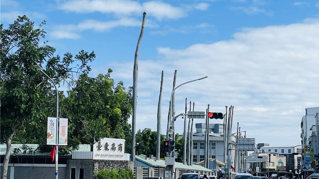 台東高商椰子樹被剃光防落葉 專家示警：恐影響生長、抗風力