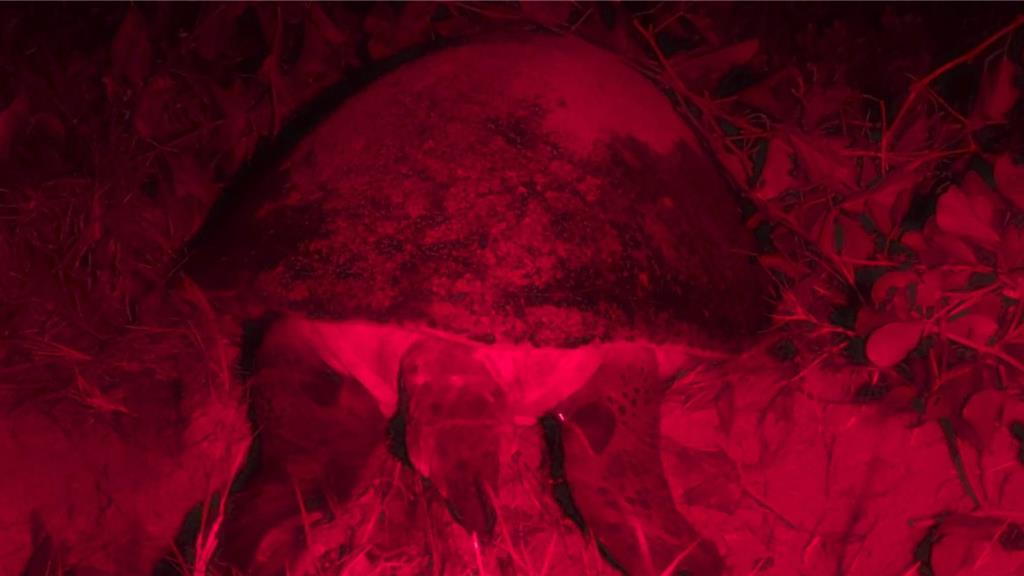 30年不變！綠蠵龜TW139忠愛澎湖望安產卵 6窩卵刷新紀錄