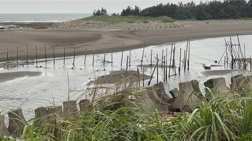 「水中白金」捕撈季將至 桃園5年鰻苗架列管數大減5成