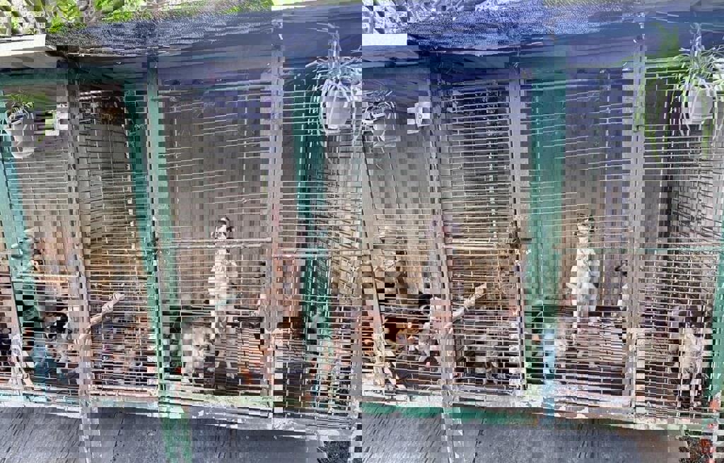 曾獲優等評鑑！苗栗「人人犬舍」逾200隻遭割聲帶 動防所長被拔官