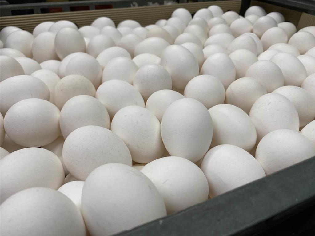 芬普尼蛋流竄新北雜糧行、早餐店 4千餘顆恐已吃下肚