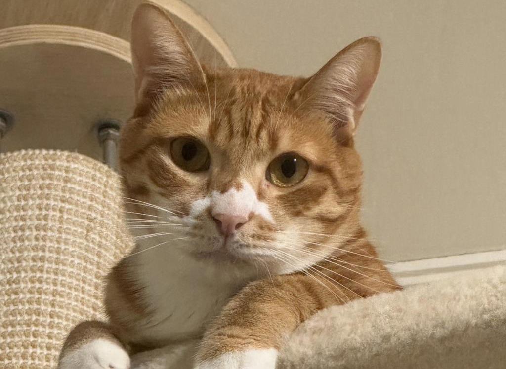 新北擬定寵物殯葬自治條例 亂丟寵物屍體最高罰2.5萬元