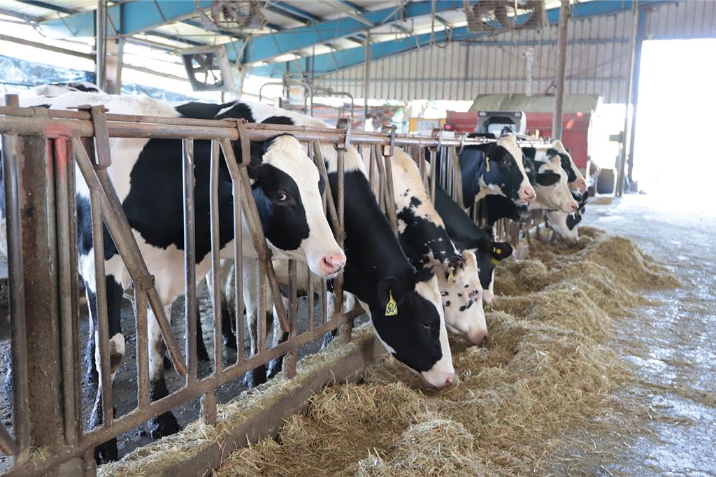 不只有教室能教學 興大乳牛場拿下動物福利標章