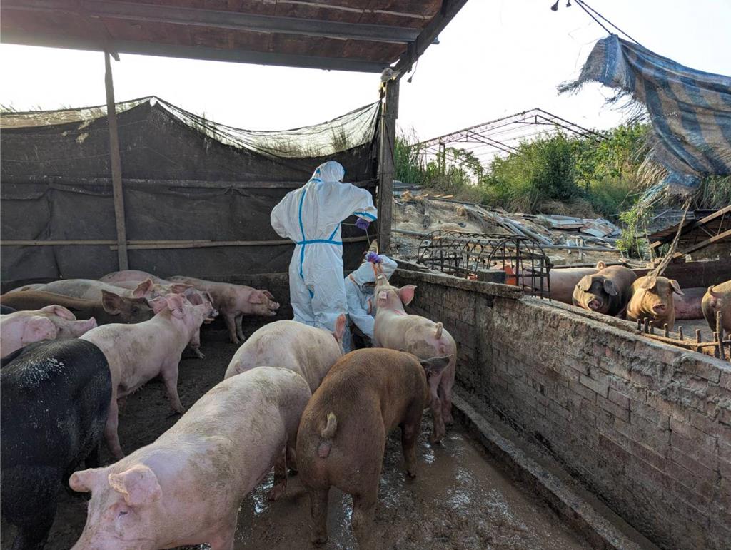 白河養豬場遭爆違法廚餘養豬 台南市府重罰120萬元