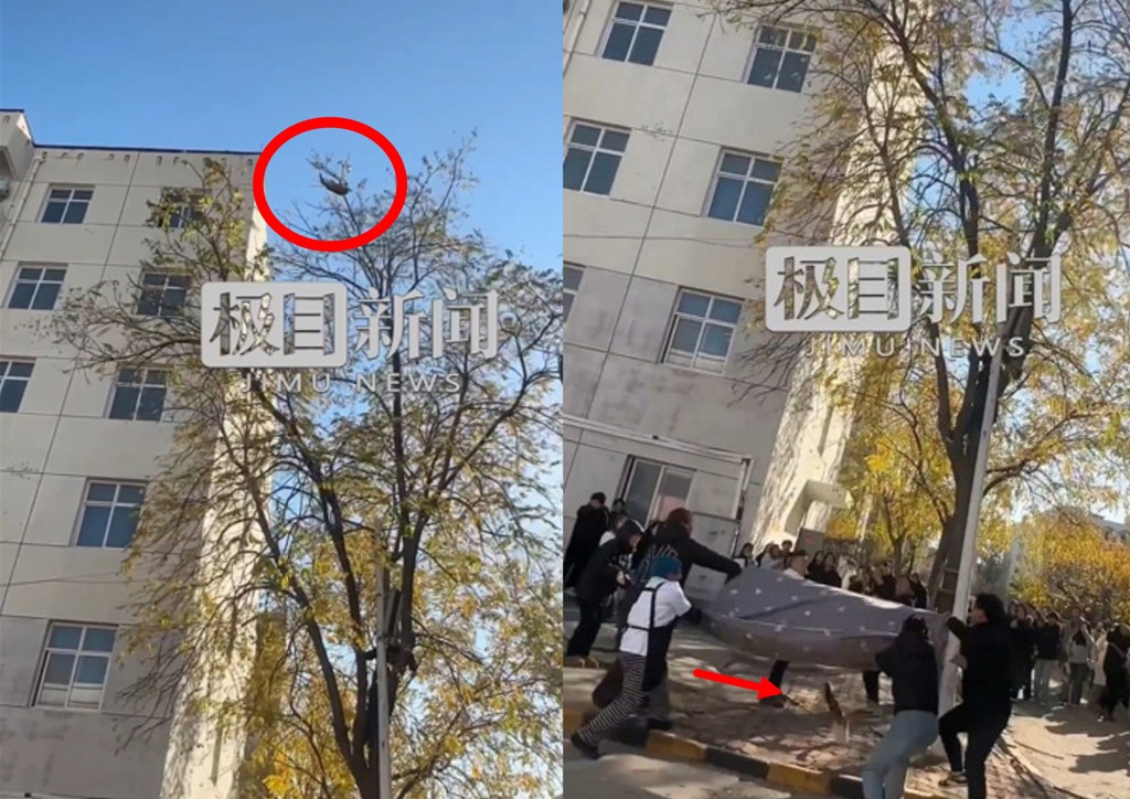 喵星人困樹上一整晚! 學生出手「救了個寂寞」