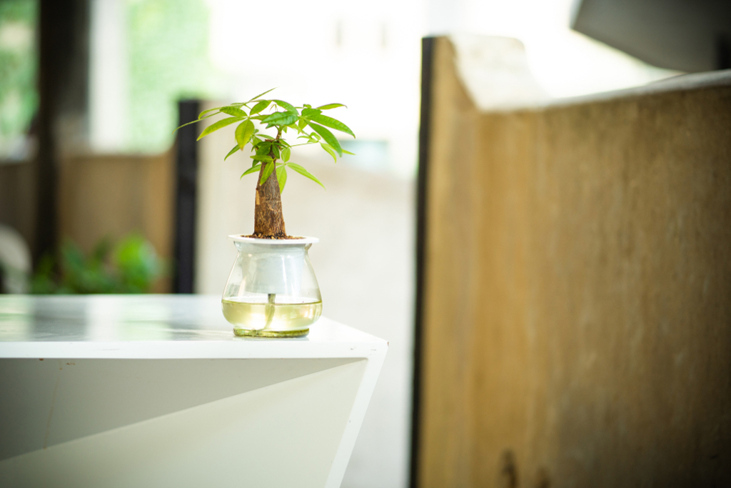 陽台放對3種植物 等於把「財神」請進家