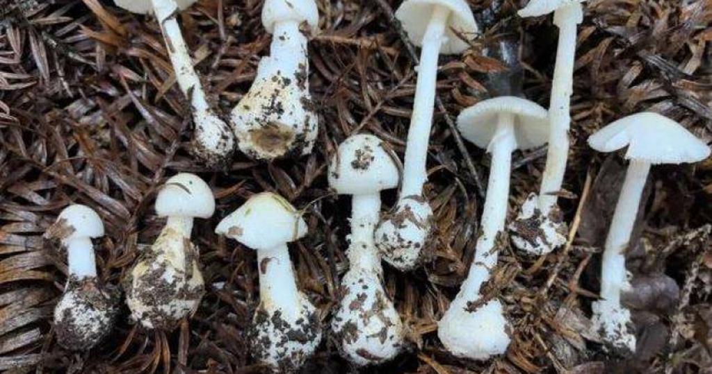 一家四口吃野生菌菇送醫   5歲女童不治！醫生示警了