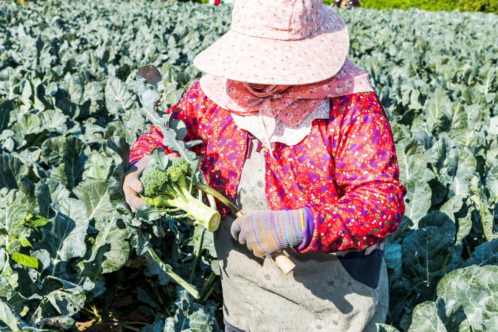 綠花椰菜抗癌精華別切掉 比花球強100倍