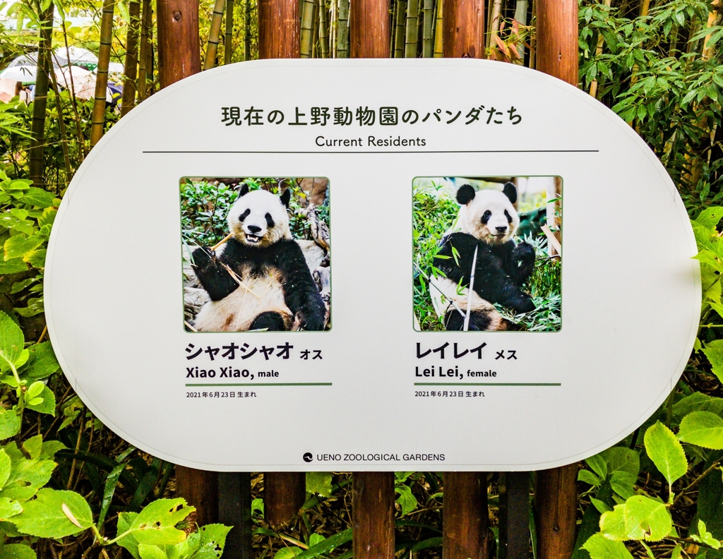 上野動物園貓熊返陸倒數 中日鬧僵親善大使也撤回？ 