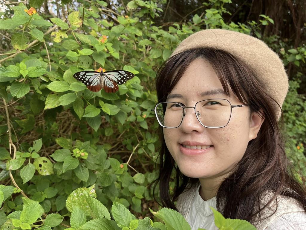 飛越2千公里的台日友好！青斑蝶跨海奇蹟 澎湖成關鍵中繼站