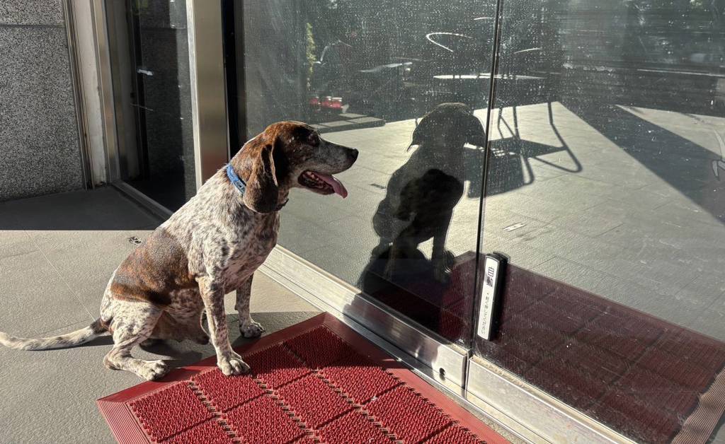 汪星人認證！手拿滿東西免煩惱 烏日警「腳踢感應器」超便民 