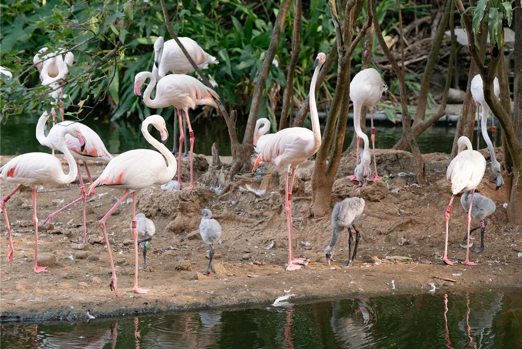 萌翻！台北動物園迎「大紅鶴嬰兒潮」 6隻絨毛寶寶排排站
