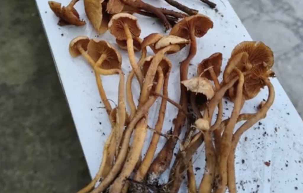 形似金針菇！陸貴州村民「誤食野生菌」中毒    3人身亡