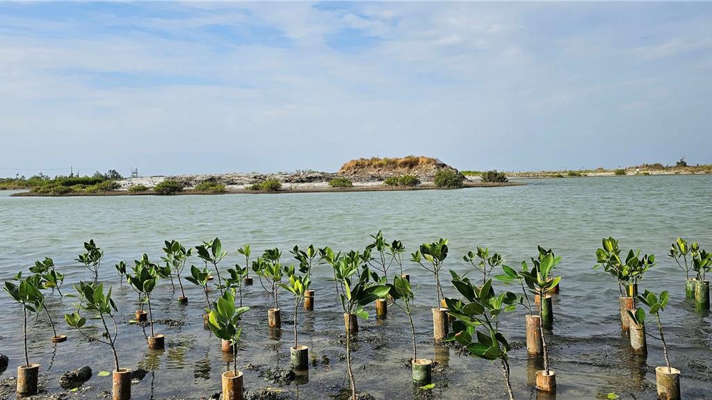 牡蠣配美景!蘆竹溝漁港將種落羽松 打造觀光新打卡景點