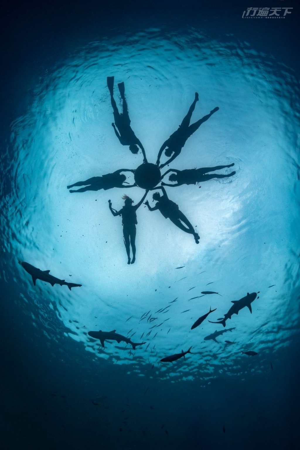 與鯊魚共游、體驗海洋泥SPA 探索上帝的水族箱「帛琉」 - 玩天下