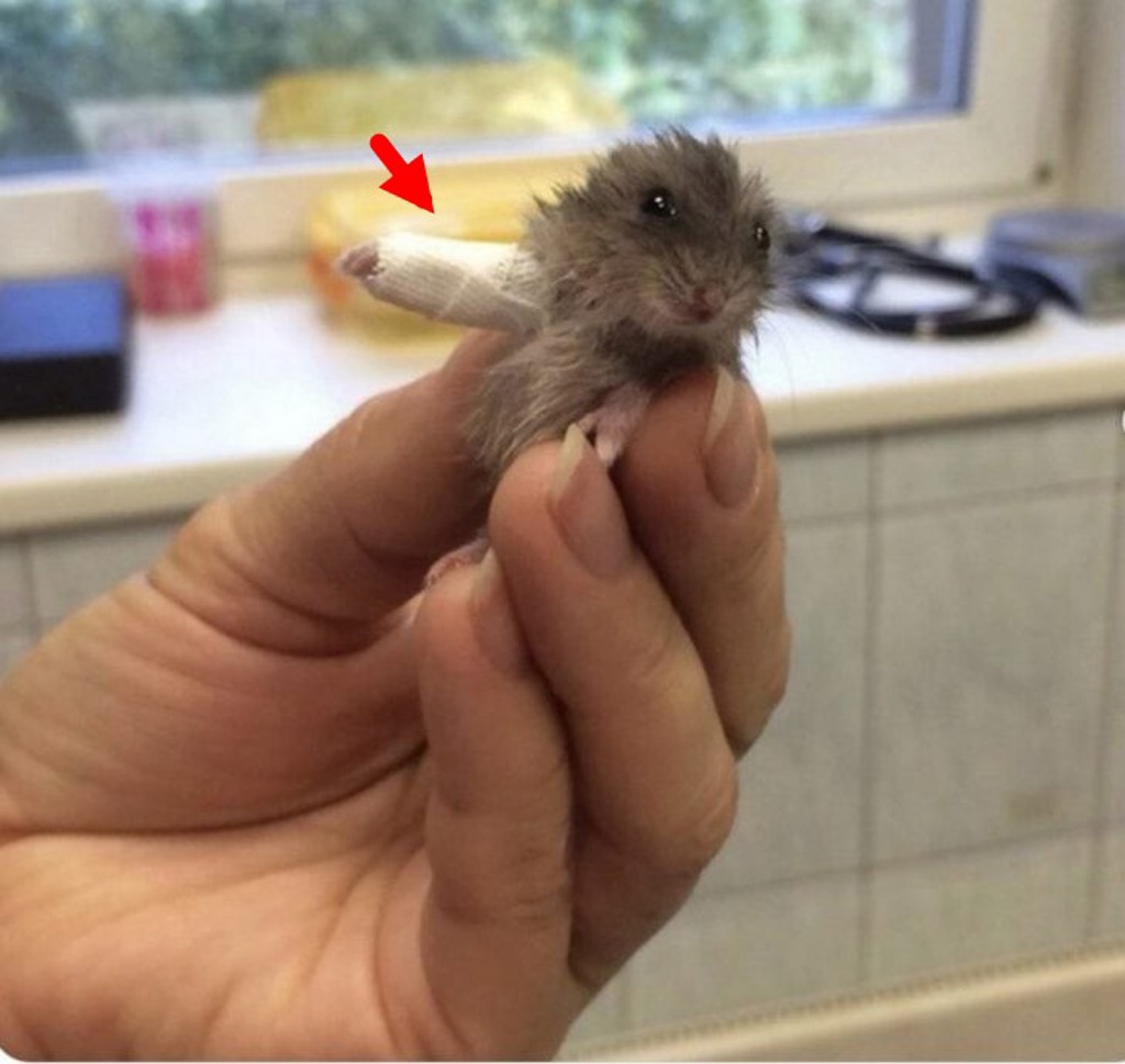 全球最小石膏患者！ 小倉鼠無辜模樣「萌翻世界」