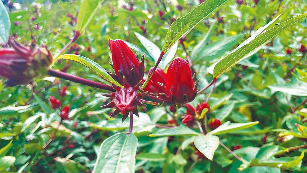 心血管天然保養品 醫:洛神花+綠茶助穩定血壓