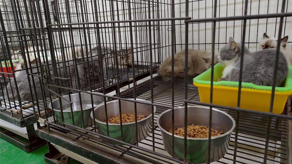 貓園環境髒亂貓隻感染！41隻貓全數安置、擇期開放認養