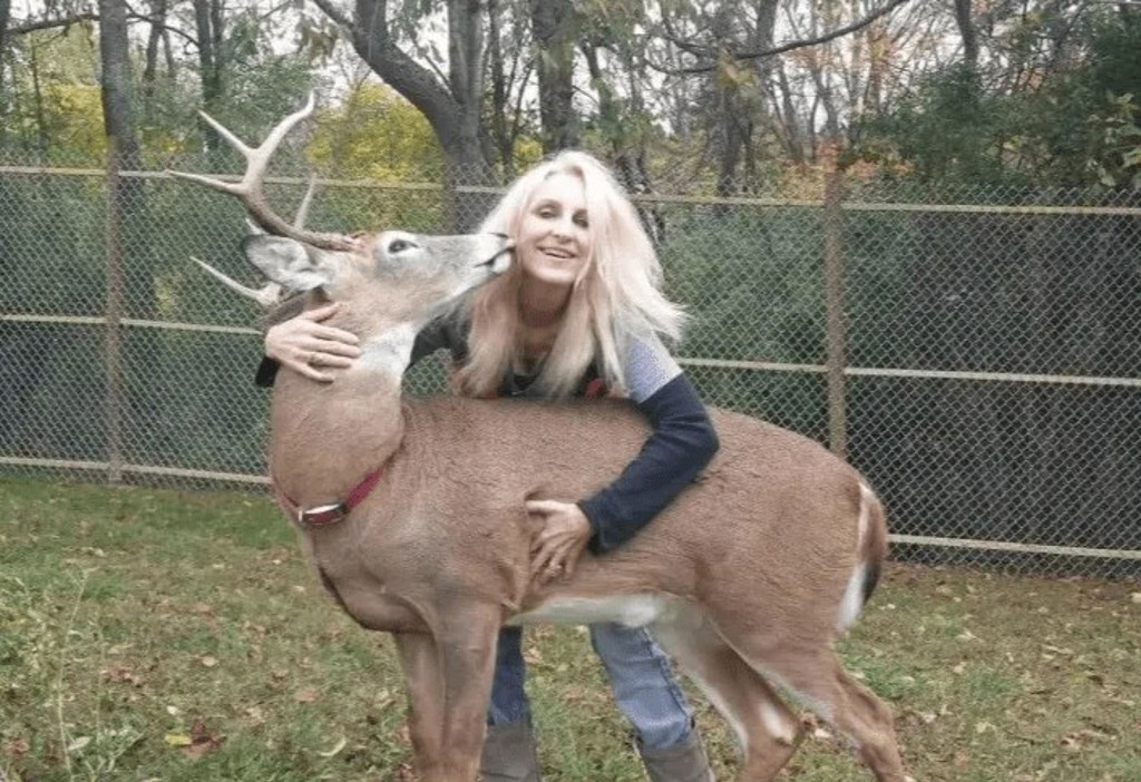 善心無償救援12年　婦人慘遭野鹿群圍攻喪命